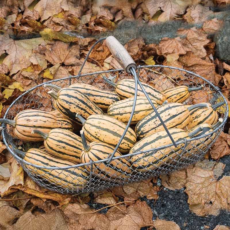 Honey Boat Delicata Squash Seeds for Home Garden Planting | Heirloom Non-GMO