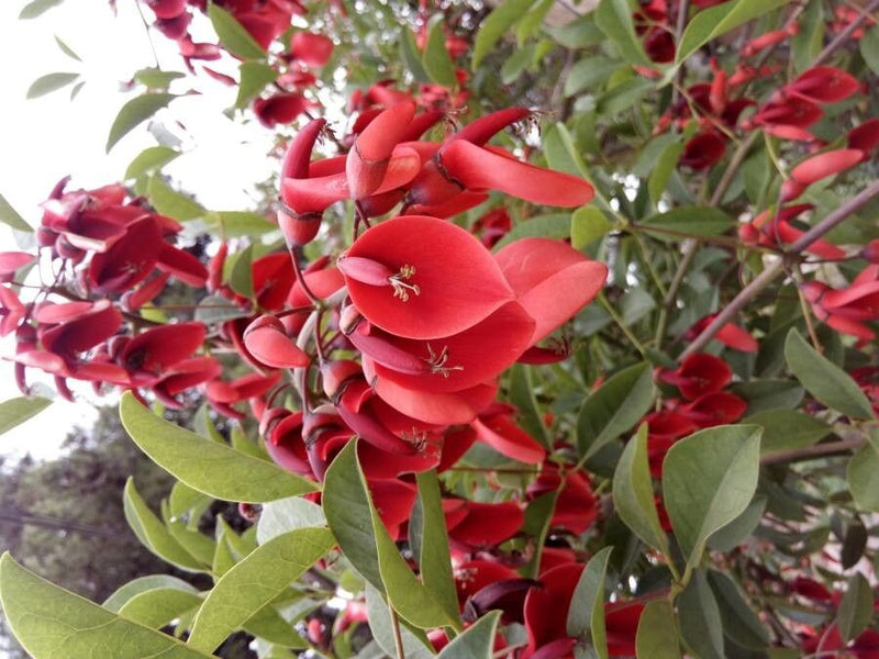 Erythrina (Erythrina CristaGalli) seeds for planting in home garden