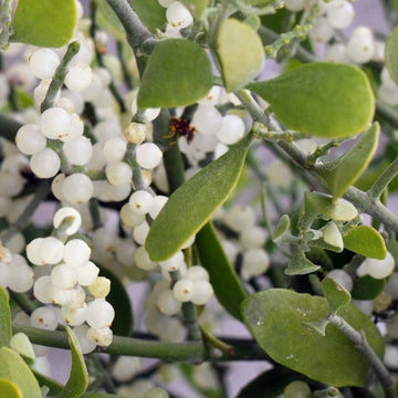 White Mistletoe Flower seeds for Planting - Low Maintenance, Heirloom & GMO Free Seeds for Home Garden