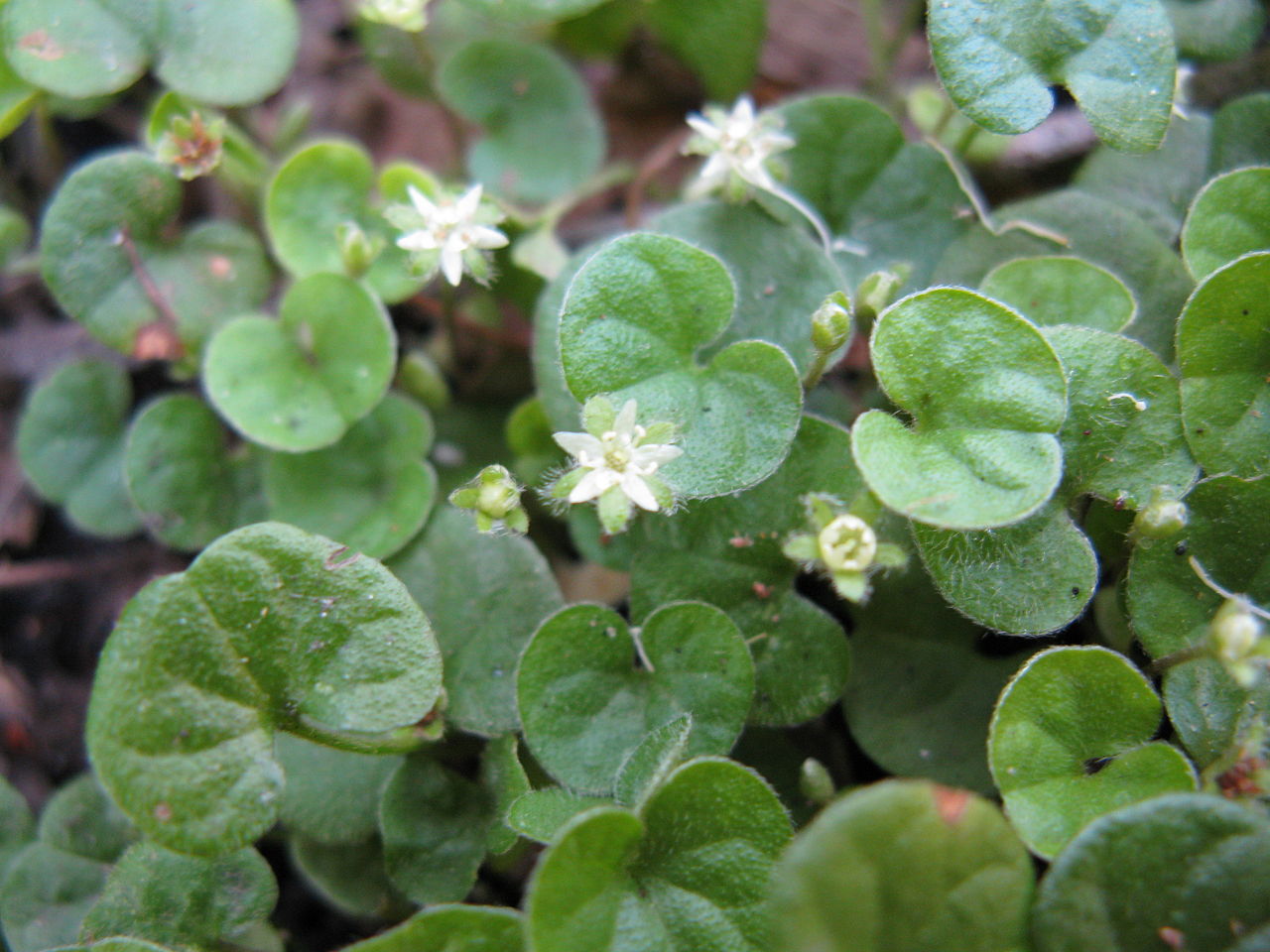 Pink Dichondra Repens Flower seeds for Planting - Perfect for Borders, Heirloom & GMO Free Seeds for Home Garden