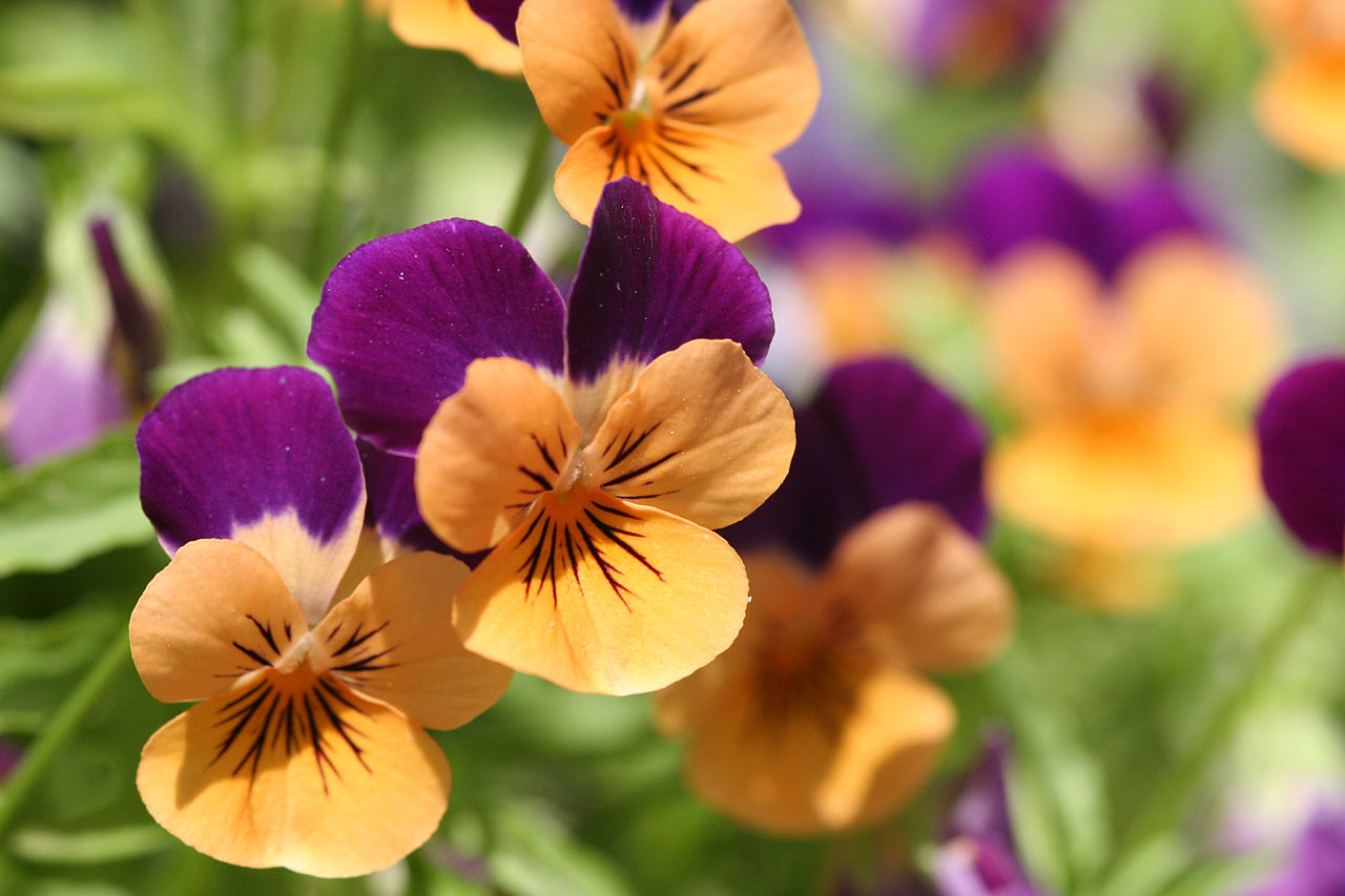 Orange Violet Pansy Flower seeds for Planting - Compact Growth, Heirloom & GMO Free Seeds for Home Garden