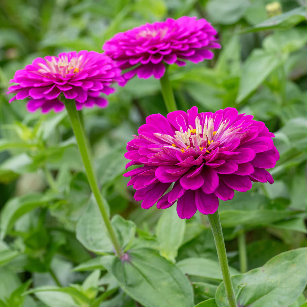 Zinnia Flower seeds for Planting - Seasonal Bloomer, Heirloom & GMO Free Seeds for Home Garden