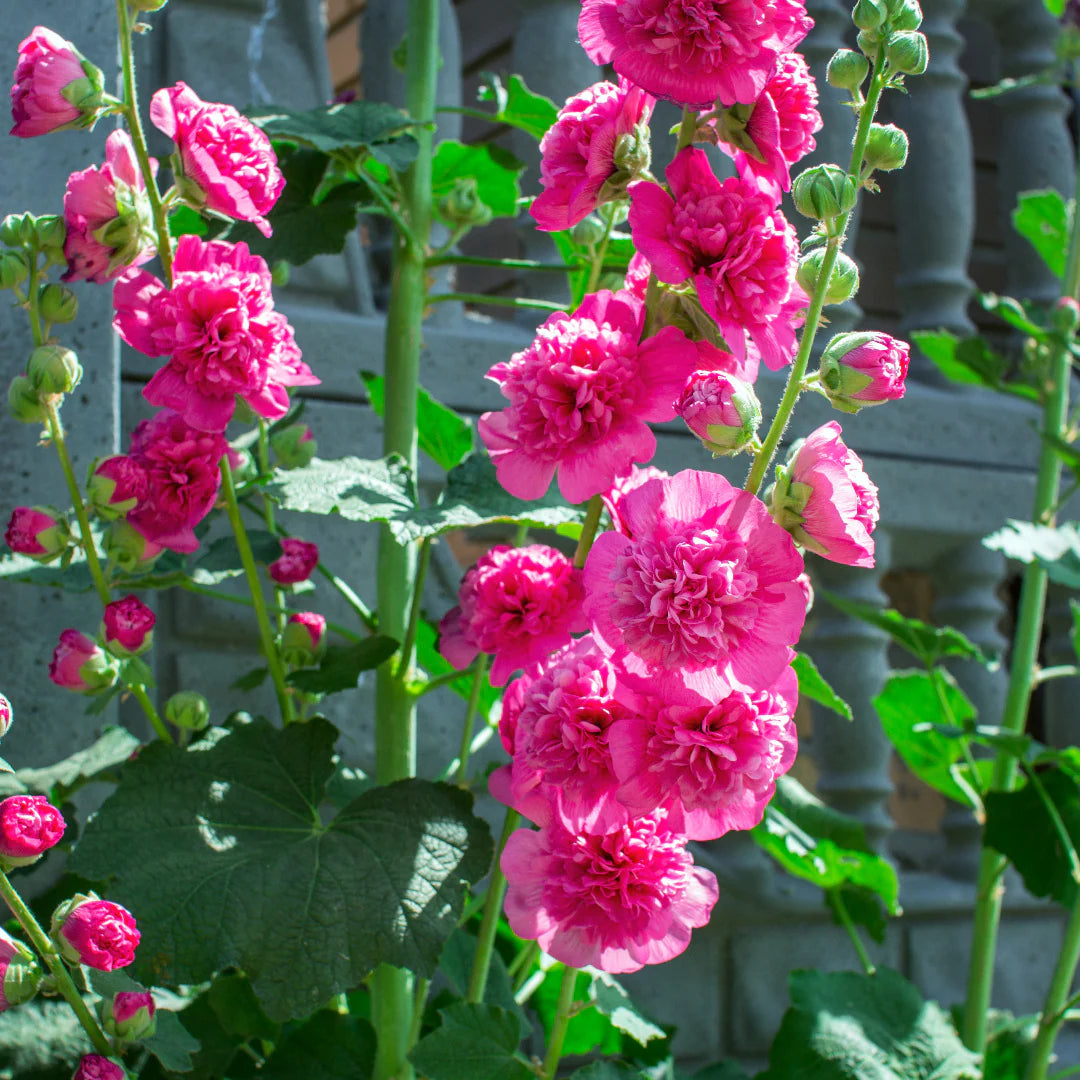 Holly Hock Flower seeds for Planting Garden Favorite Heirloom & GMO Free Seeds for Home Garden