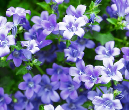 Campanula Fairy Bellflower Blu with blue bell-shaped flowers in a garden.
