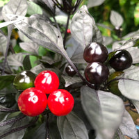 Ornamental Black Pearl pepper plants growing in outdoor containers