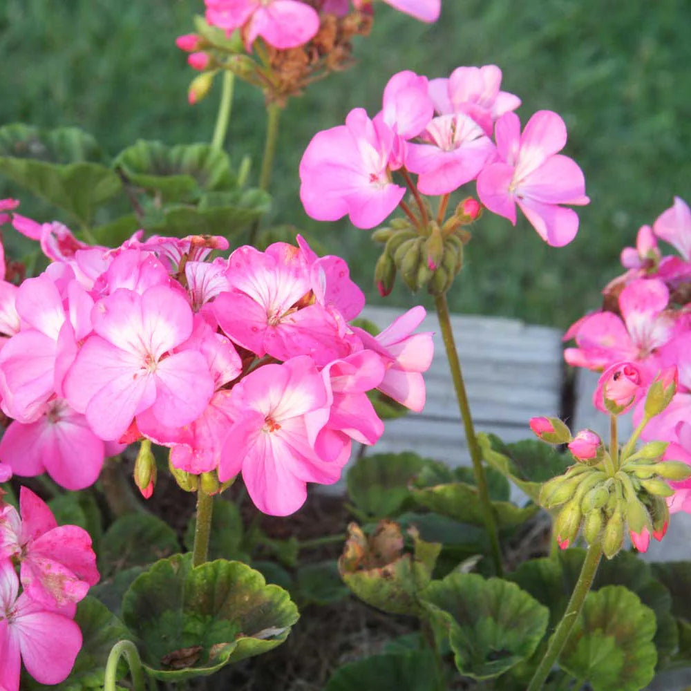 Mix Pelargonium Perennial Flower seeds for Planting - Perfect for Borders, Heirloom & GMO Free Seeds for Home Garden