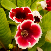 Sinningia Gloxinia Flower seeds for Planting Cut Flower Favorite Heirloom & GMO Free Seeds for Home Garden