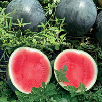 Florida Giant Watermelon Seeds – Large Watermelon Variety for Home Garden Growing
