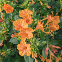 Orange Mirabilis Flower Seeds for Planting Seasonal Bloomer Heirloom & GMO Free Seeds for Home Garden
 
 Sale