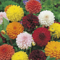 Mix Dahlia Fantasy Flower seeds for Planting - Drought Tolerant, Heirloom & GMO Free Seeds for Home Garden
