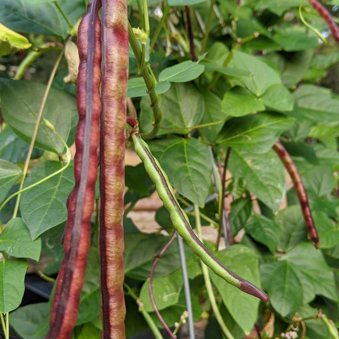 Pinkeye Purple Hull Cowpea Seeds for Planting – Heirloom Non-GMO Southern Cowpea Garden Seeds