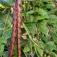 Pinkeye Purple Hull Cowpea Seeds for Planting – Heirloom Non-GMO Southern Cowpea Garden Seeds
