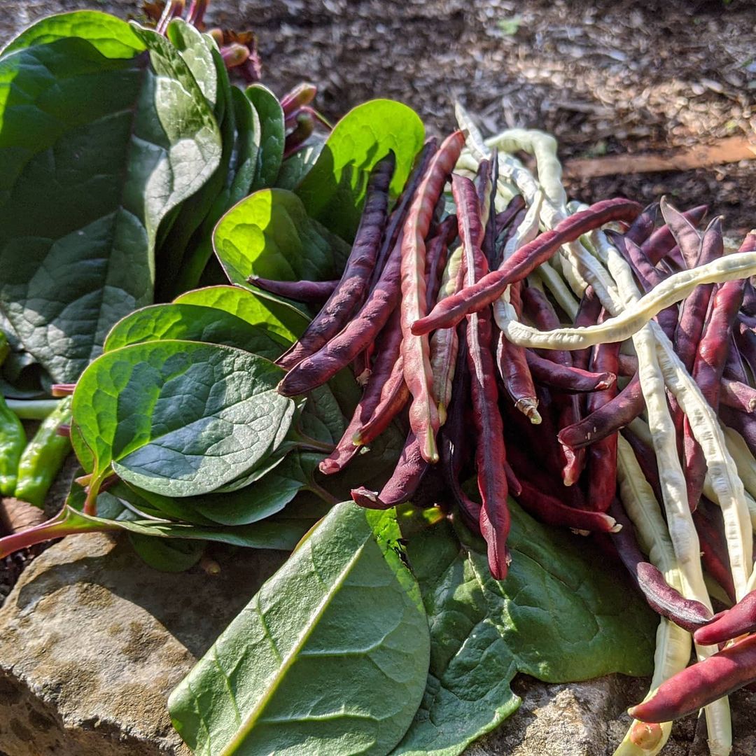 Pinkeye Purple Hull Cowpea Seeds for Planting – Heirloom Non-GMO Southern Cowpea Garden Seeds