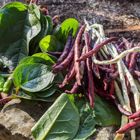 Pinkeye Purple Hull Cowpea Seeds for Planting – Heirloom Non-GMO Southern Cowpea Garden Seeds