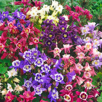 Columbine Biedermeier Flower seeds for Planting Fragrant Blossoms Heirloom & GMO Free Seeds for Home Garden