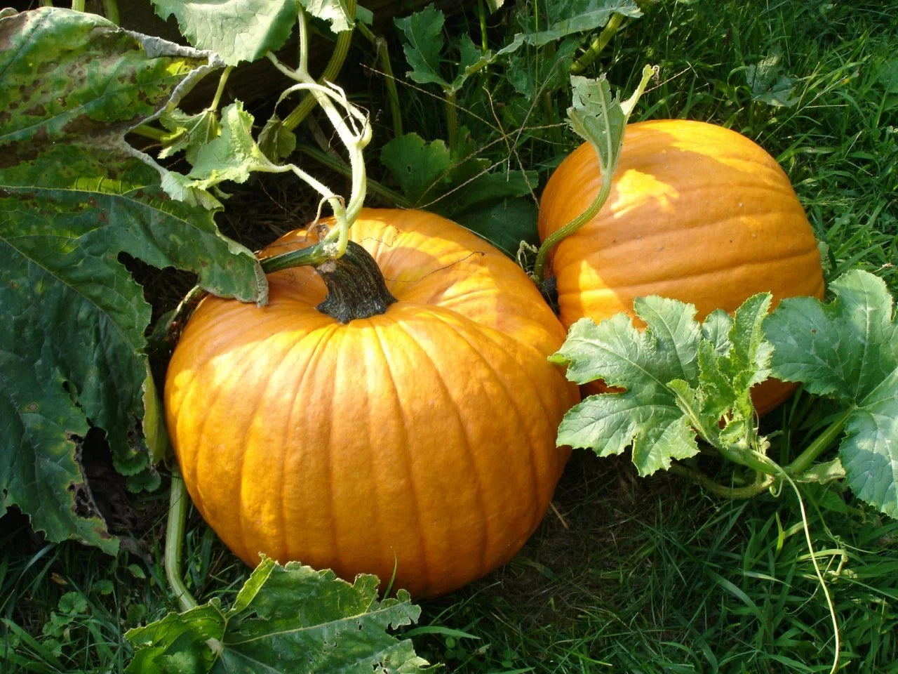 Assorted pumpkin varieties growing in a colorful home garden from mixed seed collection.