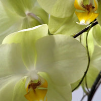 Light Yellow Phalaenopsis Orchid Seeds – Elegant Blooms Heirloom & NonGMO for Home Garden
 
 Sale