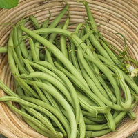 Contender Bush Bean Seeds for Home Garden, Raised Beds, Containers & Outdoor Vegetable Growing
