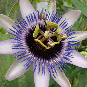 Colinvauxii Passion Flower seeds for Planting - Colorful Display, Heirloom & GMO Free Seeds for Home Garden