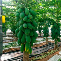 Dwarf Cylindrical Papaya Fruit Seeds for Home Gardens, Containers & Tropical Growing