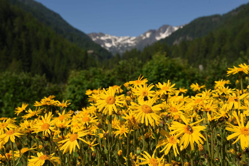 Arnica Montana Herb Seeds for Planting