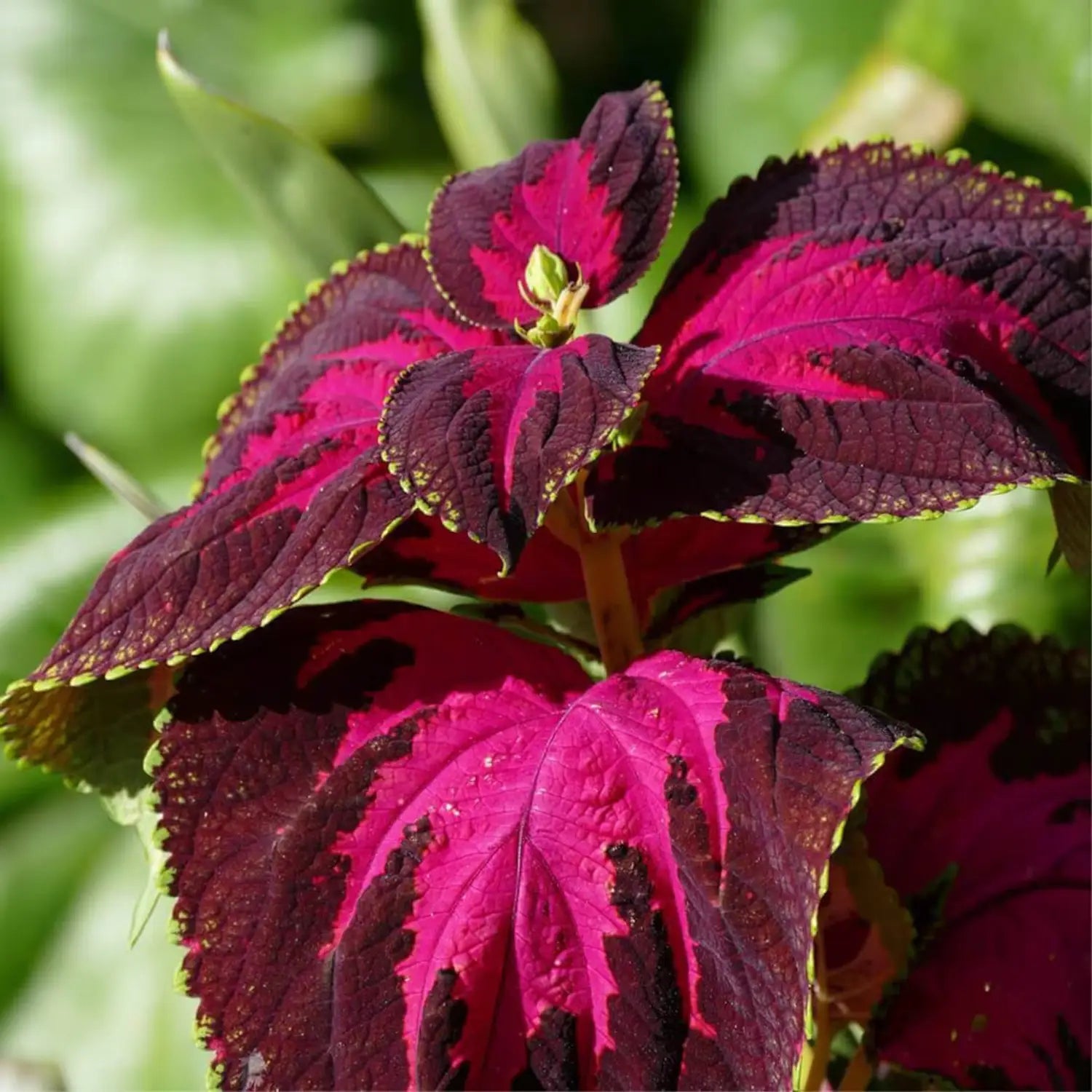 Coleus Blumei Flower seeds for Planting Cottage Garden Essential Heirloom & GMO Free Seeds for Home Garden