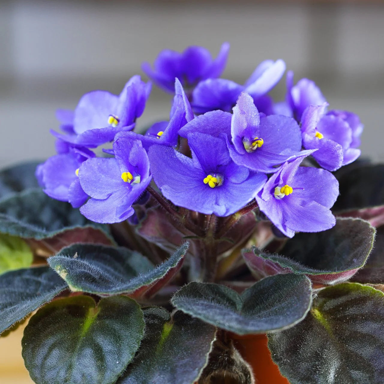 African Flower Planting Seeds Collection - Premium Seeds for Vibrant Blooms