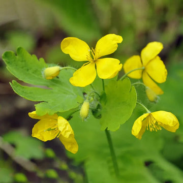 Yellow Tetterwort Flower seeds for Planting Wildflower Mix Heirloom & GMO Free Seeds for Home Garden 
 
 Sale seeds for home garden planting
