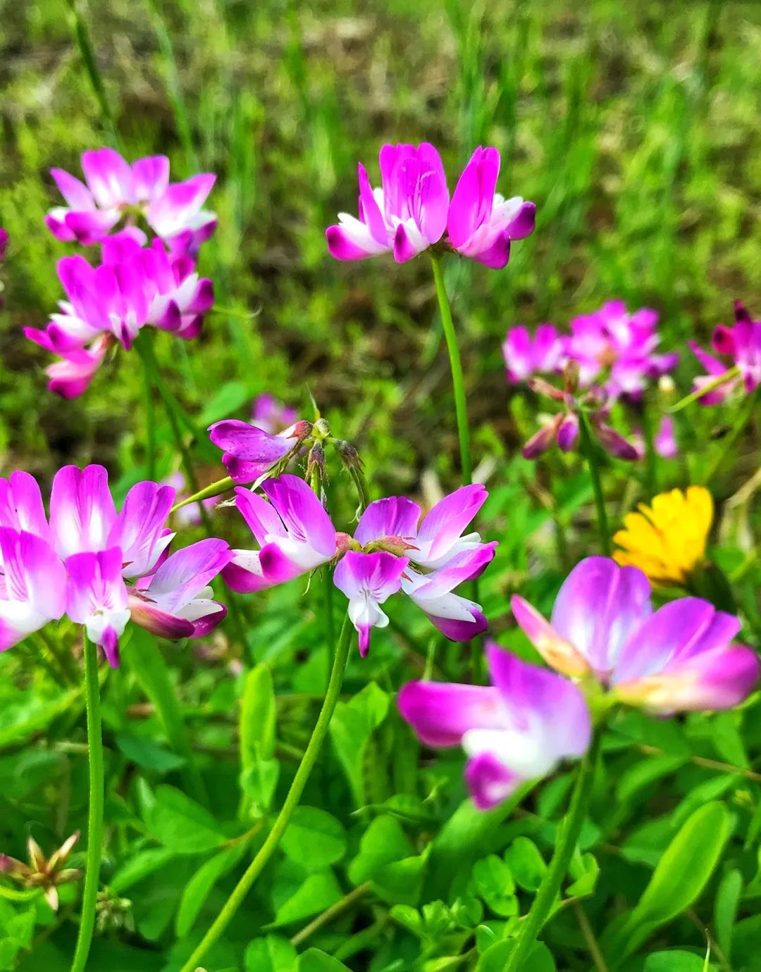 Astragalus Sinicus Flower seeds for Planting Vibrant Colors Heirloom & GMO Free Seeds for Home Garden