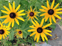 Black Eyed Susan wildflowers adding vibrant color to outdoor landscape