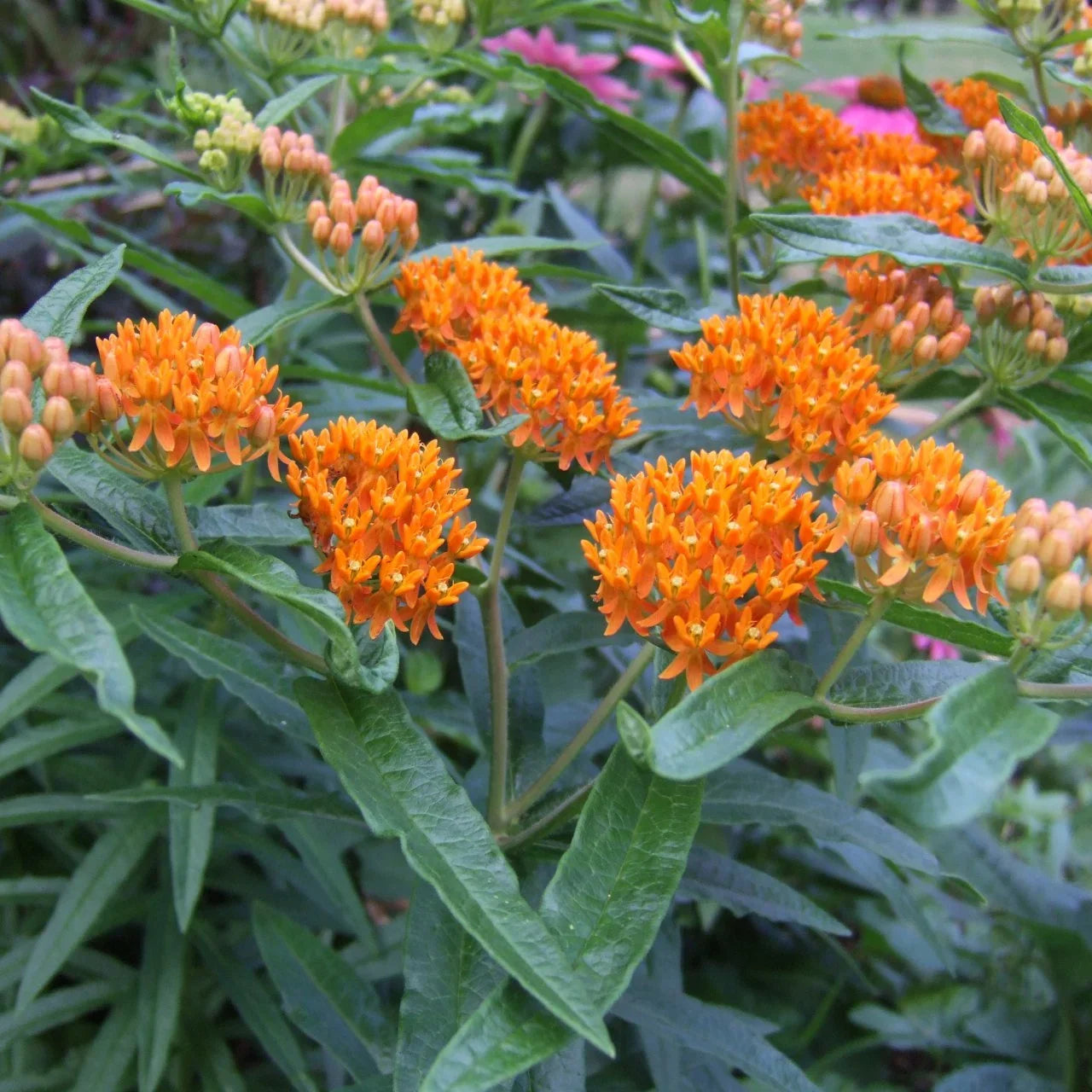 Orange Butterfly Milkweed perennial flower with vibrant blossoms in a garden border.