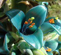 Blue Puya Venusta Flower seeds for Planting - Pollinator Friendly, Heirloom & GMO Free Seeds for Home Garden