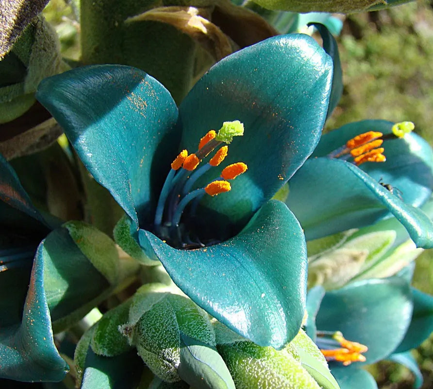 Sea Blue Puya Alpestris Planting Seeds for Exotic Garden Displays - Seeds for Unique and Striking Floral Arrangements