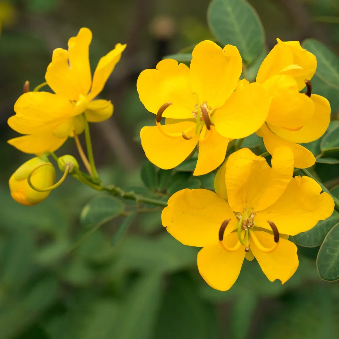 Yellow Senna Flower seeds for Planting - Sun Loving, Heirloom & GMO Free Seeds for Home Garden