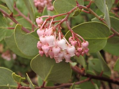 Elevate Your Outdoors with Whiteleaf Manzanita Planting  Seed for Stunning Shrubbery