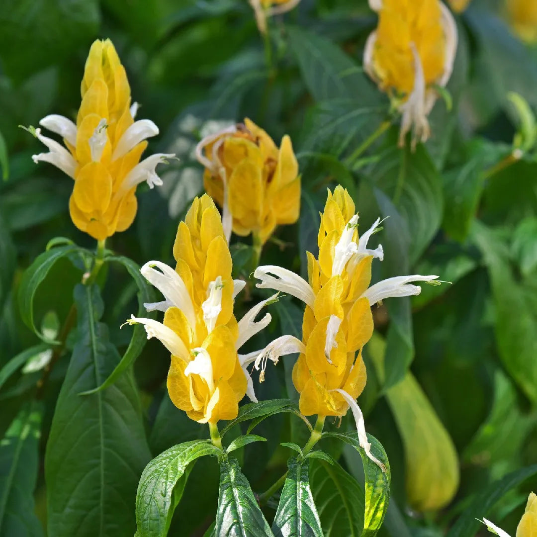 White Yellow Pachystachys for Stunning Landscapes - Seed for Easy Planting