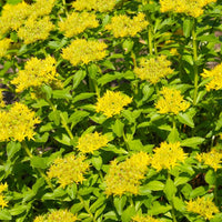 Yellow Aizoon Flower seeds for Planting - Perfect for Borders, Heirloom & GMO Free Seeds for Home Garden