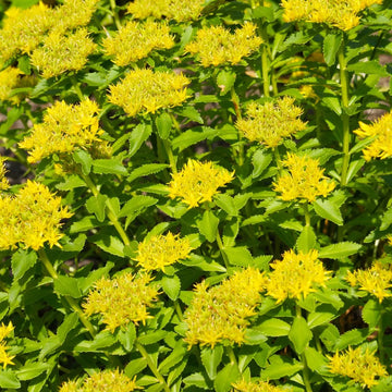 Yellow Aizoon Flower seeds for Planting - Perfect for Borders, Heirloom & GMO Free Seeds for Home Garden