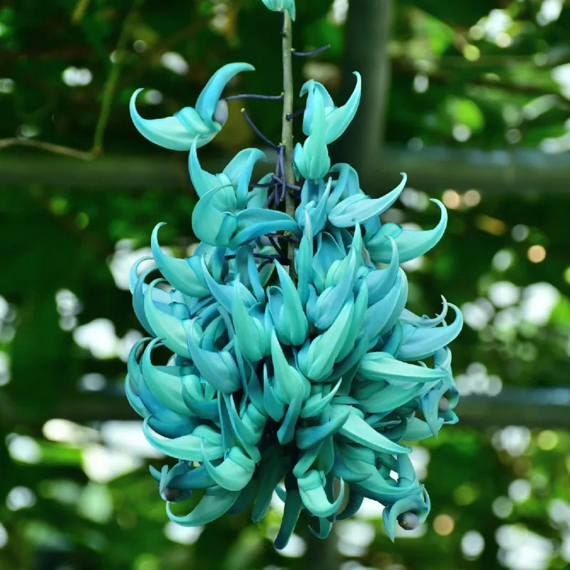 Jade Green Flower seeds for Planting - Long Bloom Season, Heirloom & GMO Free Seeds for Home Garden
