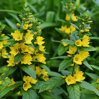 Yellow Lysimachia Punctata Flower seeds for Planting Shade Tolerant Heirloom & GMO Free Seeds for Home Garden
 
 Sale