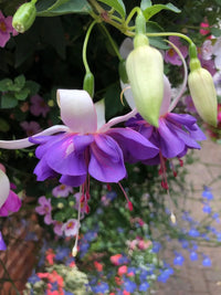 Fuchsia Blue White Flower seeds for Planting Seasonal Bloomer Heirloom & GMO Free Seeds for Home Garden