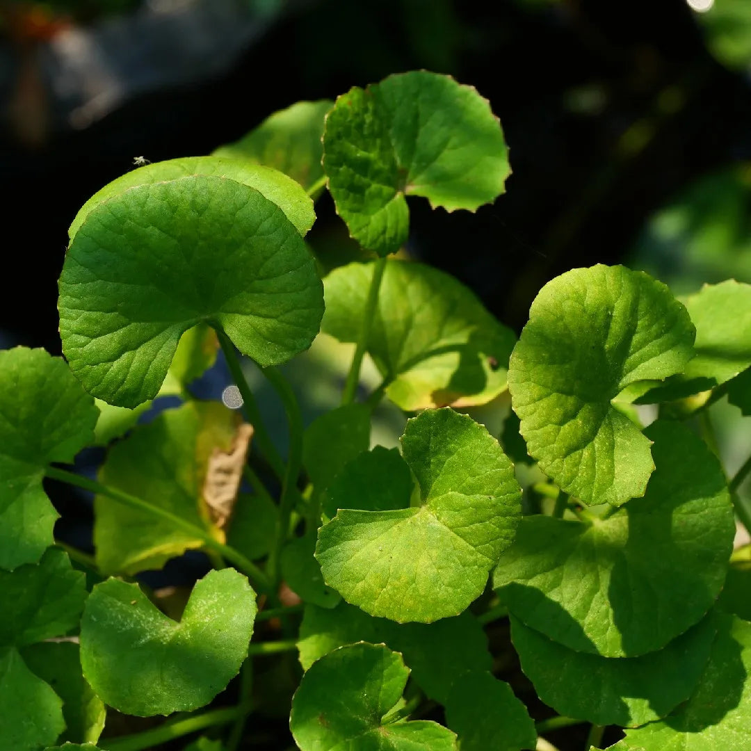 Centella Asiatica Seeds for Planting – Heirloom Non-GMO Perennial Herb Seeds for Home Gardens, Containers & Raised Beds