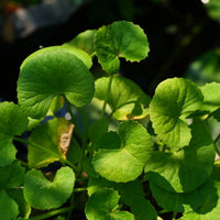 Centella Asiatica Seeds for Planting – Heirloom Non-GMO Perennial Herb Seeds for Home Gardens, Containers & Raised Beds