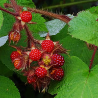 Japanese Wineberry seeds for home garden and container planting