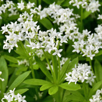 Sweet Woodruff Flower seeds for Planting Low Maintenance Heirloom & GMO Free Seeds for Home Garden 
 
 Sale for planting in home garden