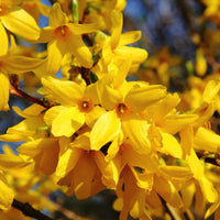 Yellow Forsythia Flower Seeds Planting Guide