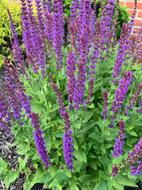 Hardy Woodland Sage 'West Friesland' adding blue blooms to a perennial landscape.

