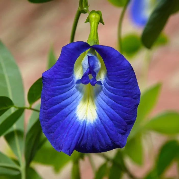 Planting Guide for Blue Clitoria Flower Seeds