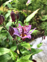 Blue Wonder Toad Lily Roots for Shade Gardens, Borders, Containers & Outdoor Landscapes