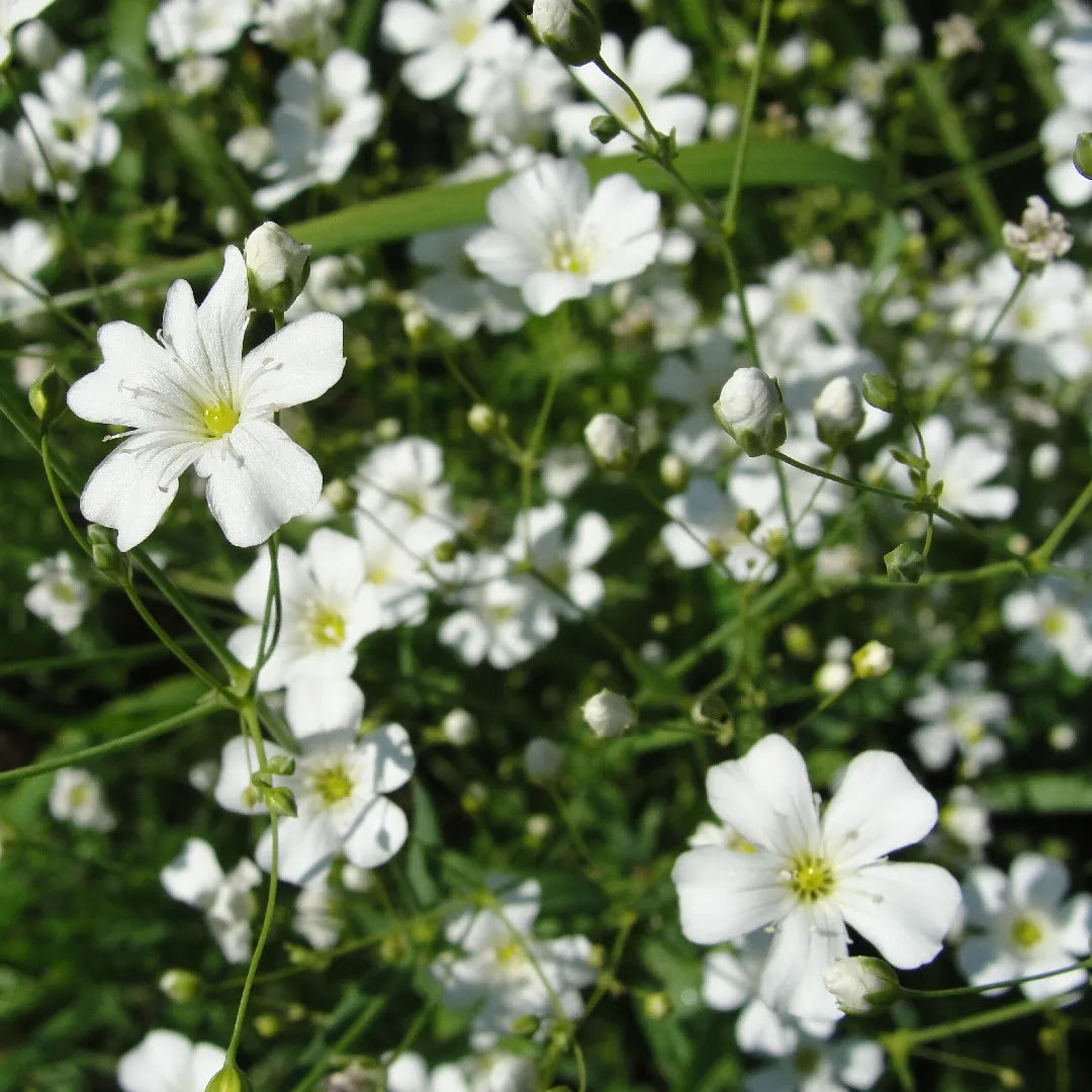 Snowy White Baby's Breath flowering plant for garden planting